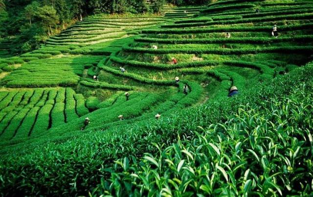 上海建1000㎡茶葉冷庫（冷藏、冷凍庫倉庫）安裝預算多少錢